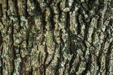 Güzel doğa grunge ve kirli ahşap. Arka plan olarak gövde kullanım doku.