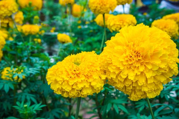 Hermosas flores de caléndulas amarillas creciendo en el jardín . — Foto de Stock