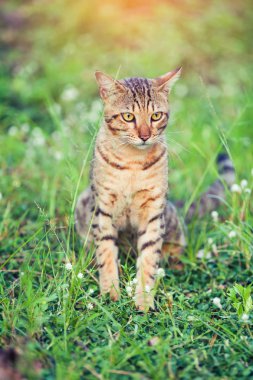 Yeşil çimenlerin üzerinde oturan ve bir kenara park adlı arıyorum güzel bengal kedisi.