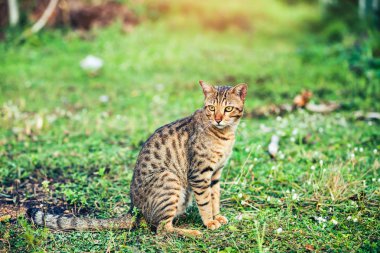Yeşil çimenlerin üzerinde oturan ve bir kenara park adlı arıyorum güzel bengal kedisi.