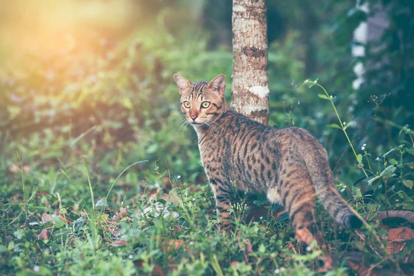 Bengal cat hunting in forest. Outdoor with bright sunlight.