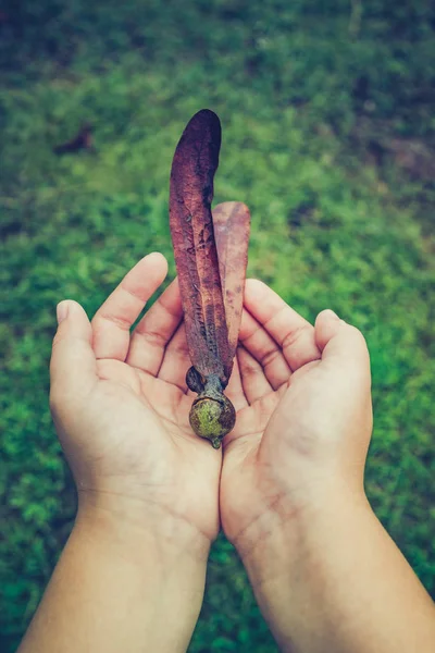 Dipterocarpus alatus flower on child's hand. — Stock Photo, Image