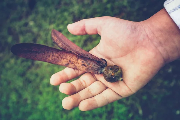 Dipterocarpus alatus flower on child's hand. — Stock Photo, Image