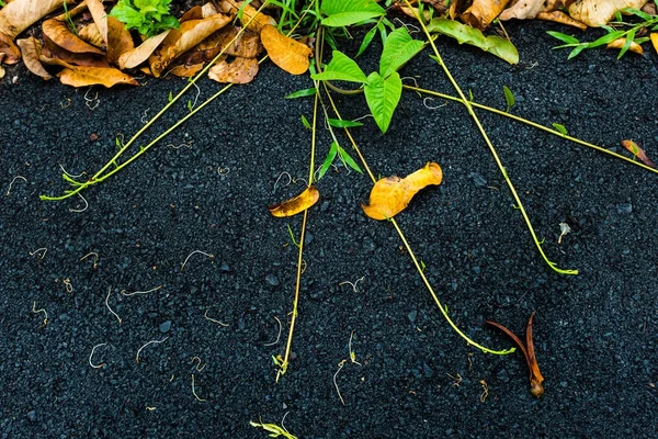 Small green plants and weed creeping on asphalt road. — Stock Photo, Image