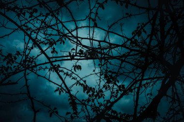 Gökyüzü ve ağaç dalı silüeti arkasında ay ışığı ile kara bulut
