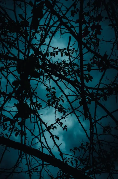Sky and dark cloud with moonlight behind silhouette of tree branch. — Stock Photo, Image