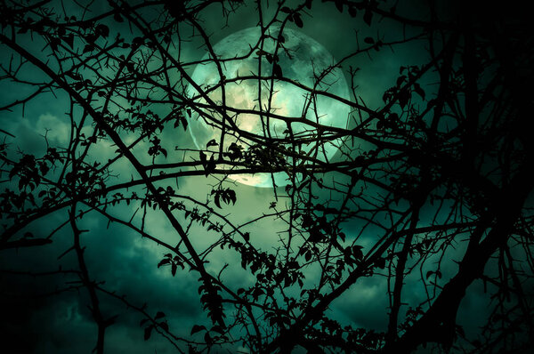 Night landscape of sky and super moon with bright moonlight behind silhouette of tree branch. Serenity nature background. Outdoors at nighttime. The moon taken with my camera.