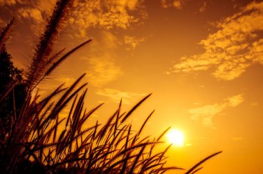 Akşam güneş ışığına karşı parlayan tüy pennisetum huzur doğası. Misyon çimen çiçek buğdaya benzer. Altın arka plan güzel günbatımı manzara. Seçici odak.