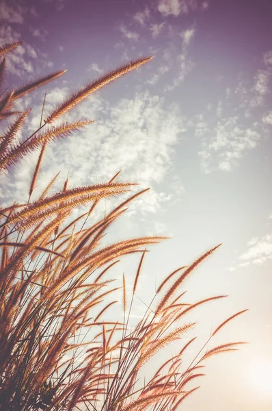 Feather pennisetum glowing against sky  as nature background. Vintage film filter effect. — Stock Photo, Image