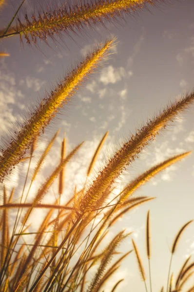 Feather pennisetum glowing against sky  as nature background. Vintage film filter effect. — Stock Photo, Image