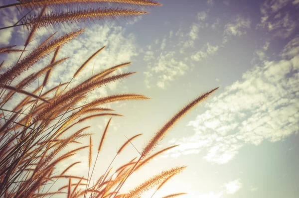 Feather pennisetum glowing against sky  as nature background. Vintage film filter effect. — Stock Photo, Image