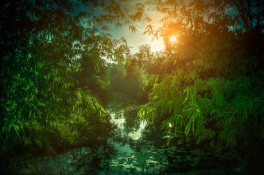 Orman doğada huzur içinde güneş ışınları ile gökyüzü manzara. Sakin nehir ve bambu ağaçları Ulusal Park. Açık havada gündüz parlak güneş ışığı ile yaz gününde.