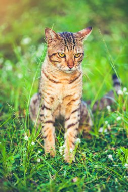 Yeşil çimenlerin üzerinde oturan ve bir kenara bakıyor güzel bengal kedisi.