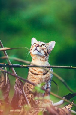 Bengal kedi avcılık orman içinde. Parlak güneş ışığı ile açık.