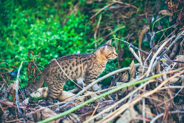 숲에서 벵골 고양이 사냥. 밝은 햇빛에 야외. — 스톡 사진