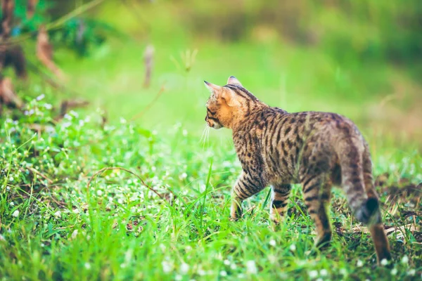 Bengal cat walking in nature. Outdoor with bright sunlight.
