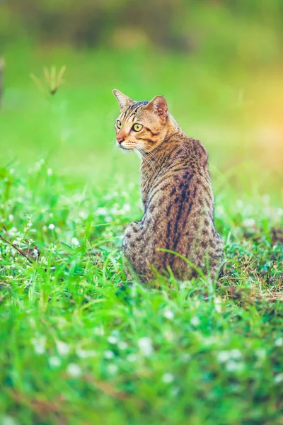 Hübsche Bengalkatze sitzt auf grünem Gras und schaut zur Seite. — Stockfoto