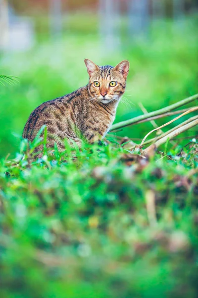 Hübsche Bengalkatze sitzt auf grünem Gras und schaut zur Seite. — Stockfoto