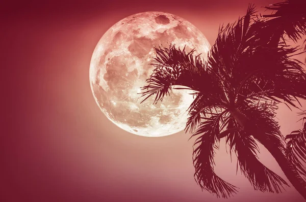 Beautiful night landscape of sky with supermoon behind betel palm tree. — Stock Photo, Image