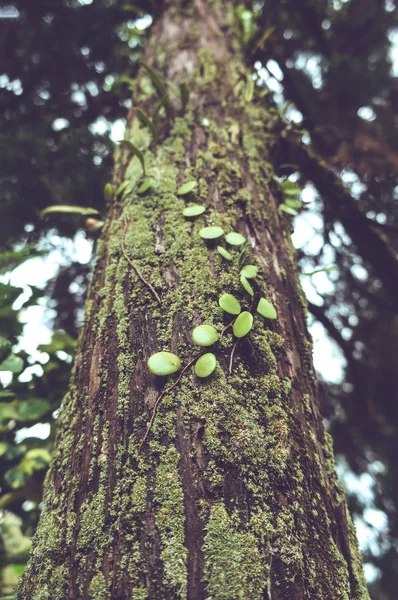 Green moss and parasitic plants covered on a tree trunk in forest. — Stock Photo, Image