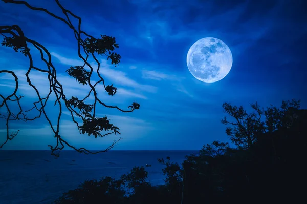 하늘과 바다 위의 보름달에 대 한 나무의 실루엣 가지 — 스톡 사진
