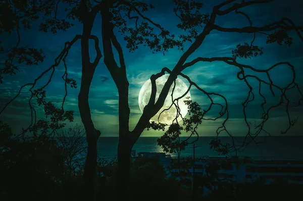树的剪影树枝反对天空和满月在海之上 — 图库照片