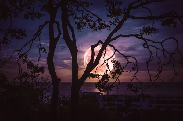 Sziluettjét ágak a fák, ég és a tenger felett a telihold ellen — Stock Fotó