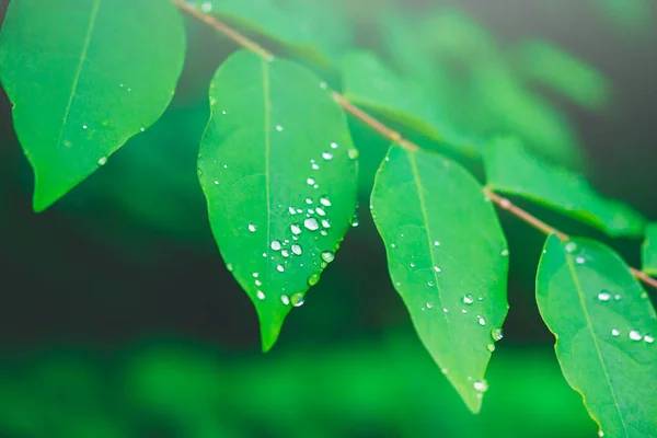 Green leaf texture with drop of dew in morning. Nature backgroun — Stock Photo, Image
