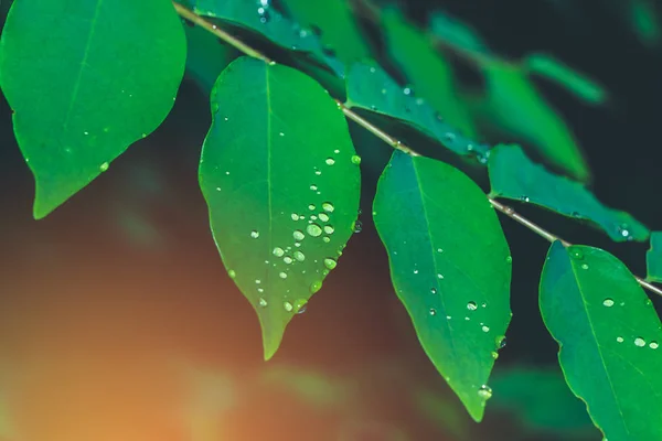 Green leaf texture with drop of dew in morning. Nature background. — Stock Photo, Image