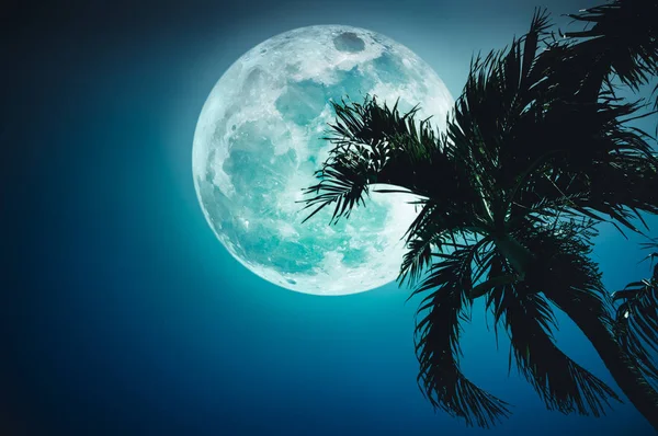美丽的夜空，超级月亮在槟榔树的后面，户外在忧郁的时候. — 图库照片