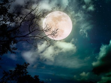 Bir sürü yıldızlı karanlık gece gökyüzü manzarası. Ormandaki vahşi doğanın üzerinde güzel, parlak bir dolunay. Serenity doğa arkaplanı.