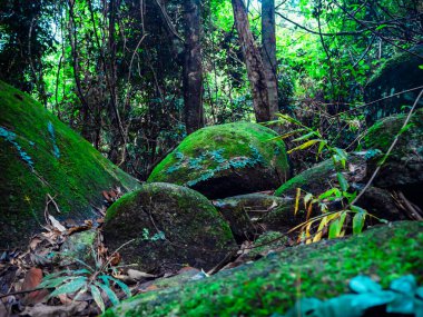 Güzel yeşil yosun ve yapraklar ormandaki kayaların üzerinde..