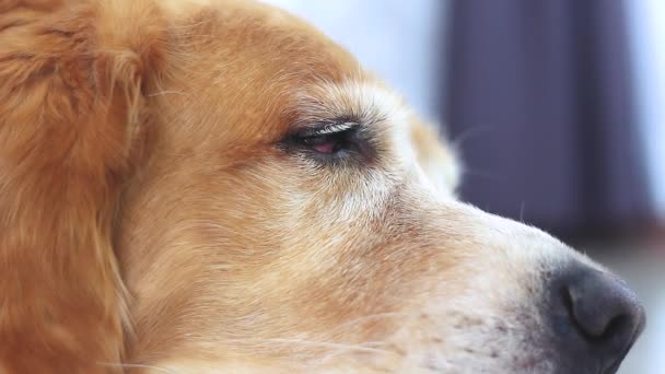 Zbliż Ujęcie Psa Śpiącego Zmęczony Śpiący Golden Retriever Próbuje Zasnąć — Wideo stockowe