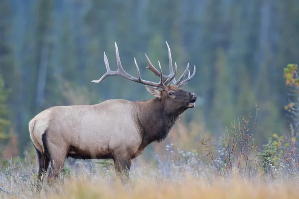 Bull Elk chiama — Foto Stock