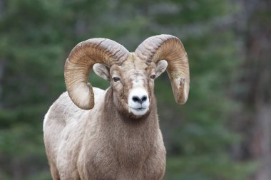 Tamerack Ram