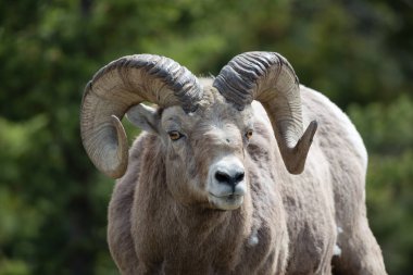 Olgun bir Rocky Mountain koyun closeup beyaz arka plan ile ram