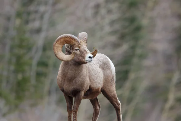 Tamerack Ram — Stockfoto