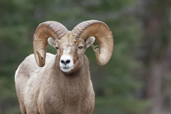 Alfa pecora di montagna — Foto Stock