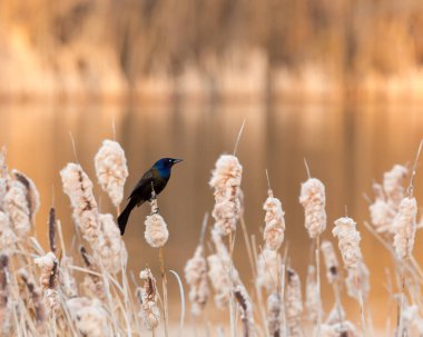 Yanardöner ortak Grackle