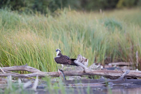 Osprey перемоги — стокове фото