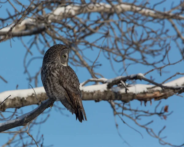 Caza gris en el cielo azul —  Fotos de Stock