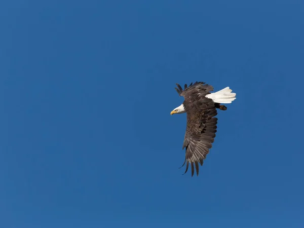 Weißkopfseeadler dreht sich in blauen Himmel — Stockfoto