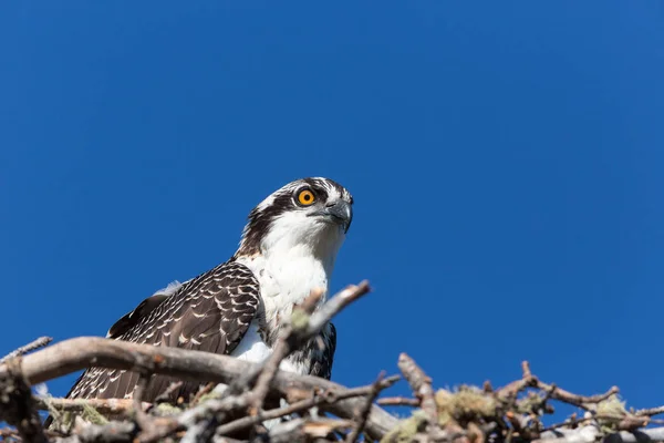 Osprey meydan okuyan — Stok fotoğraf