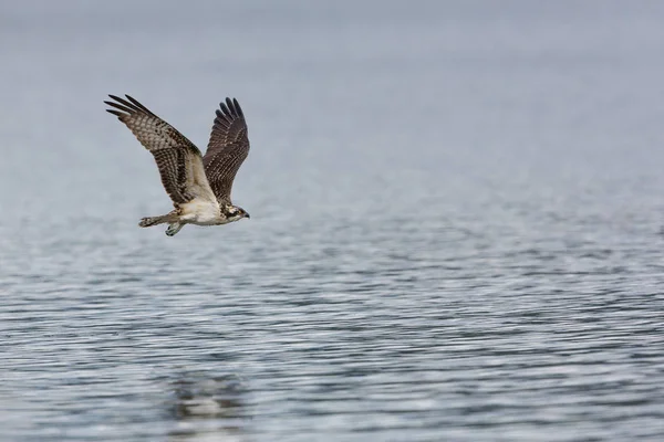 Молодий Osprey польоту — стокове фото