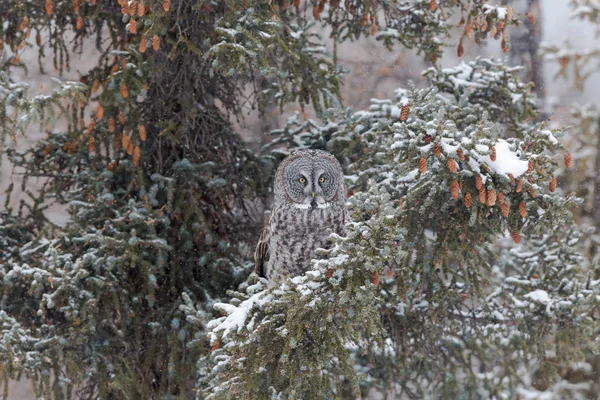 Gris de chasse dans le pin neigeux — Photo