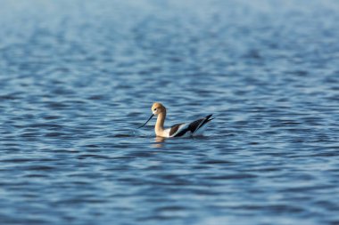 Kılıçgaga damlacık