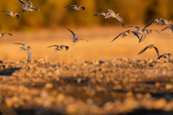 Uccelli astratti in volo — Foto Stock