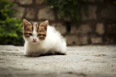 bir katta küçük yavru kedi
