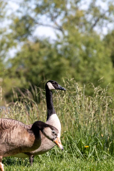 Two wild geese on meadow with blurred background