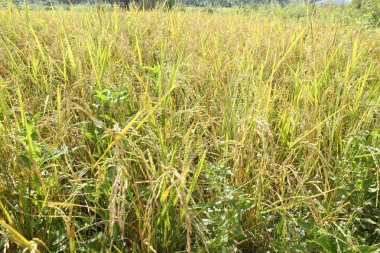 Kasım ayında hamatan mevsimi yaklaşırken Kaduna, Kuzey Nijerya 'daki bir pirinç çiftliğinin görüntüsü. Pirinç çiftliği aniden filizlendi, ithal pirinçler yasaklandı.